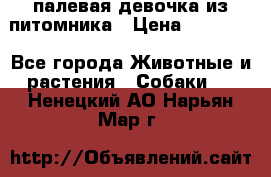 палевая девочка из питомника › Цена ­ 40 000 - Все города Животные и растения » Собаки   . Ненецкий АО,Нарьян-Мар г.